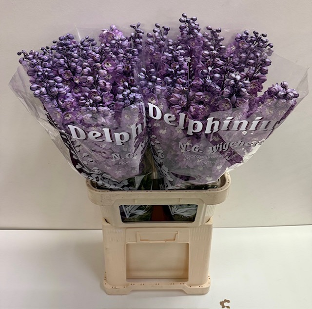 Delphinium do dewi rita.jpg